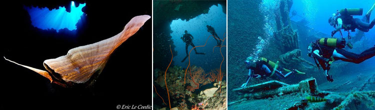 ambai ambon liveaboard dive cruises