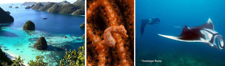 ambai raja ampat liveaboard dive cruises