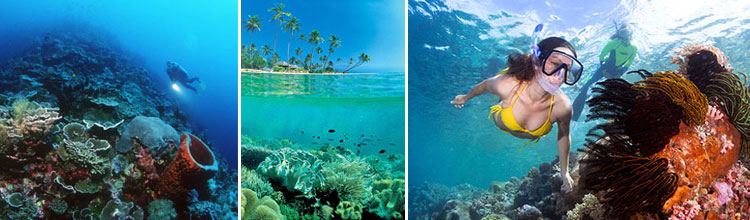 ambai wakatobi liveaboard dive cruises